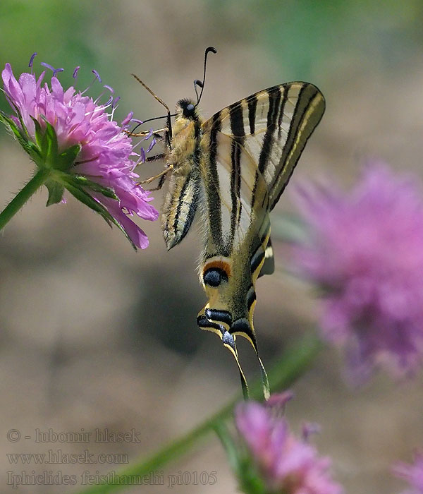 Iphiclides feisthamelii Iberischer Segelfalter