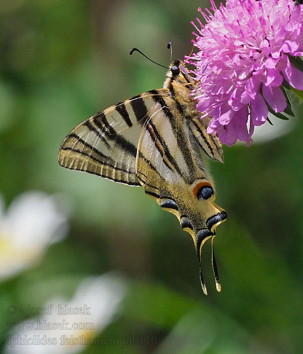 Iphiclides feisthamelii Iberischer Segelfalter Otakárek iberský Southern Scarce Swallowtail