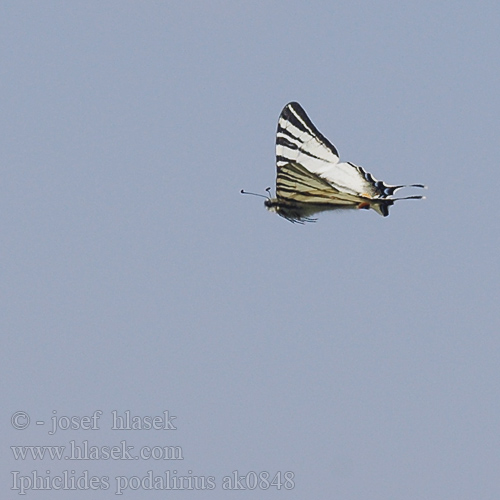 Otakárek ovocný Chupa leche Scarce Swallowtail