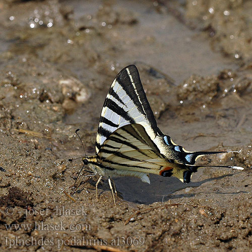 Yelken Kuyruk Подалірій Iphiclides podalirius