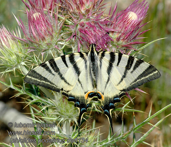 Iphiclides podalirius