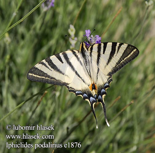 Iphiclides podalirius Vidlochvost ovocný