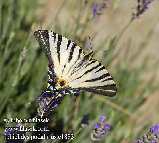 Iphiclides podalirius Koningspage