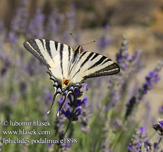 Iphiclides podalirius Πεταλούδα Metulj Jadralec