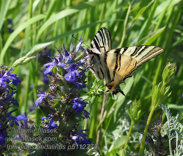 Iphiclides podalirius