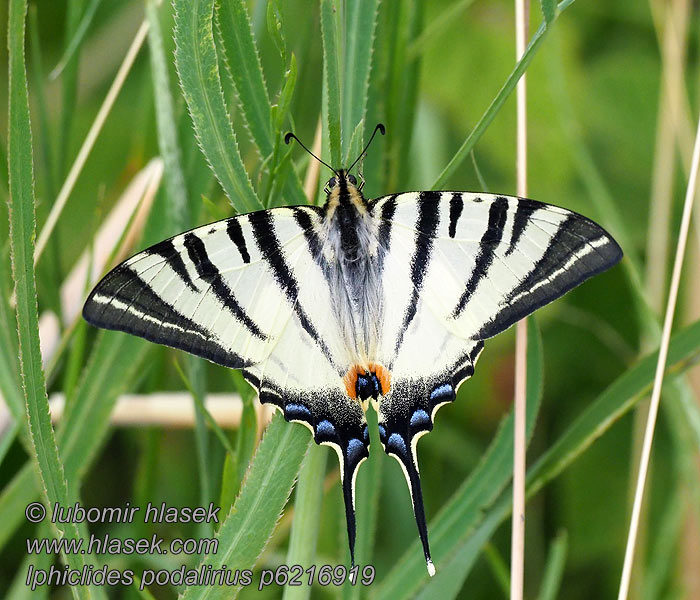 Iphiclides podalirius