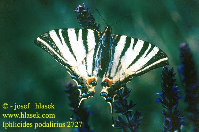 Iphiclides podalirius Yelken Kuyruk Подалірій