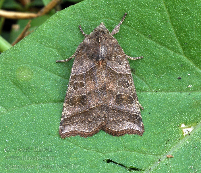 Weidenbusch-Blatteule Ipimorpha retusa