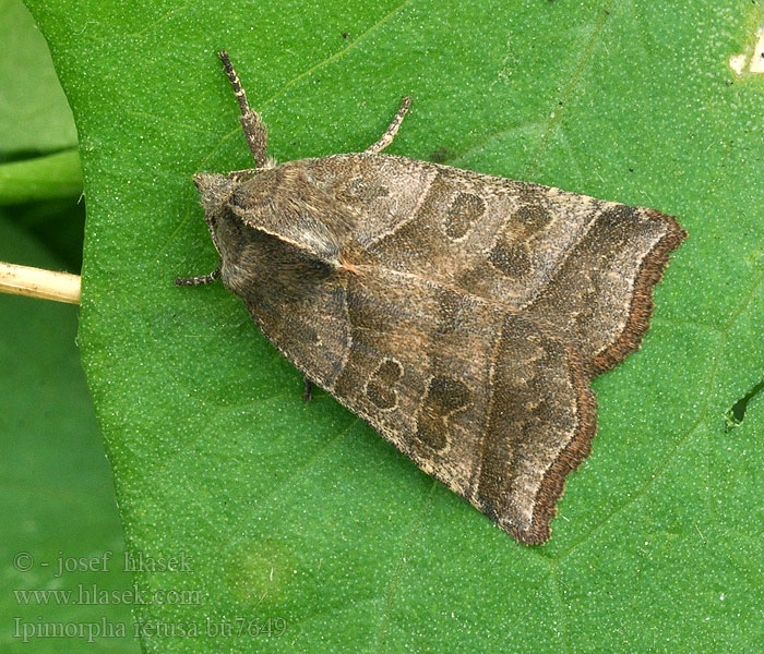 Weidenbusch-Blatteule Ipimorpha retusa