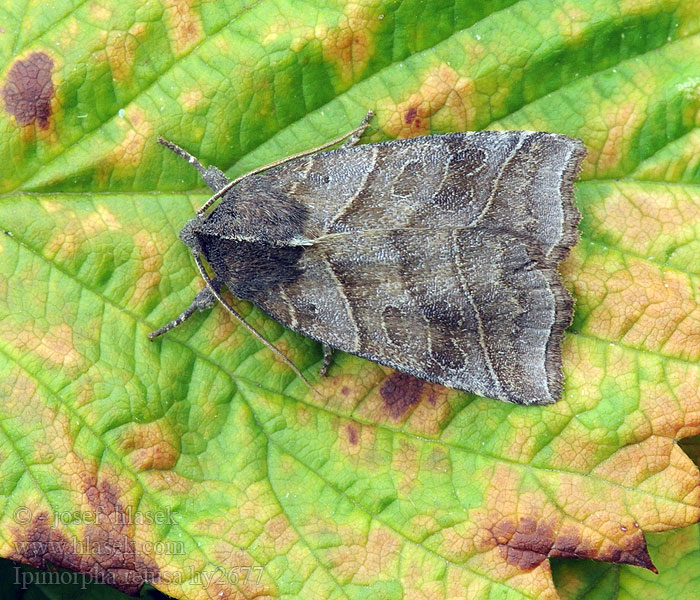 Inbuktat vecklarfly Ipimorpha retusa