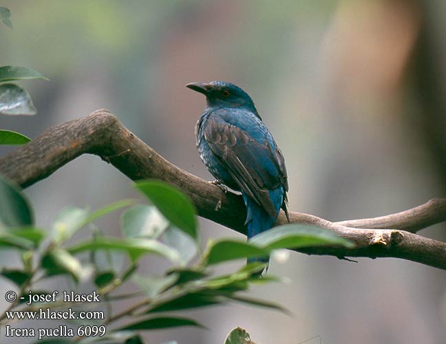 Irena puella Asian Fairy-bluebird Fairy Bluebird Irène vierge Indische Blauwrug Irena Buulbuul Irenabuulbuul Türkisirene Elfenblauvogel Türkisfeenvogel Turkuśnik indyjski Irena tyrkysová 和平鸟 Indisk Blåfugl Ave Flor Espalda Negra Sini-irena Irena dorsoazzurro asiatica ルリコノハドリ Голубая ирена Irena fialová นกเขียวคราม Blåbladfugl Blåfugl