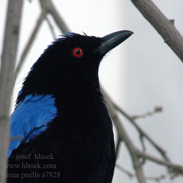 Irena tyrkysová 和平鸟 Indisk Blåfugl Ave Flor Espalda Negra Sini-irena Irena dorsoazzurro asiatica ルリコノハドリ Голубая ирена Irena fialová นกเขียวคราม Blåbladfugl Blåfugl Irena puella Asian Fairy-bluebird Fairy Bluebird Irène vierge Indische Blauwrug Irena Buulbuul Irenabuulbuul Türkisirene Elfenblauvogel Türkisfeenvogel Turkuśnik indyjski