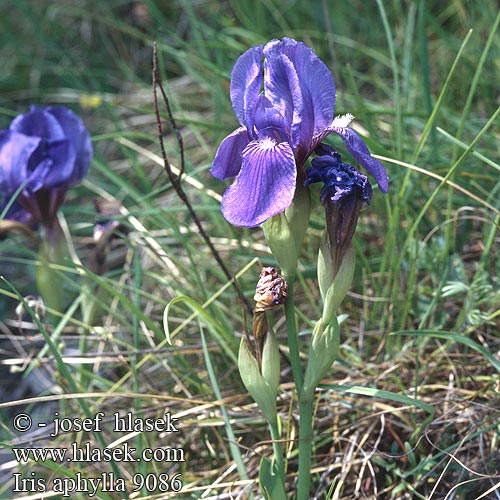Iris aphylla Stool iris Magyar nőszirom Nacktstengelige Schwertlilie