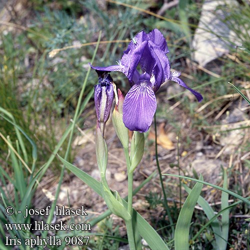 Iris aphylla Kosatec bezlistý Ирис Касатик безлистный