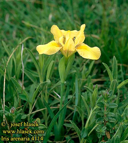 Iris humilis arenaria 4114 UK: Sandy iris HU: Homoki nőszirom SK: kosatec piesočný CZ: kosatec písečný RU: Касатик ирис низкий