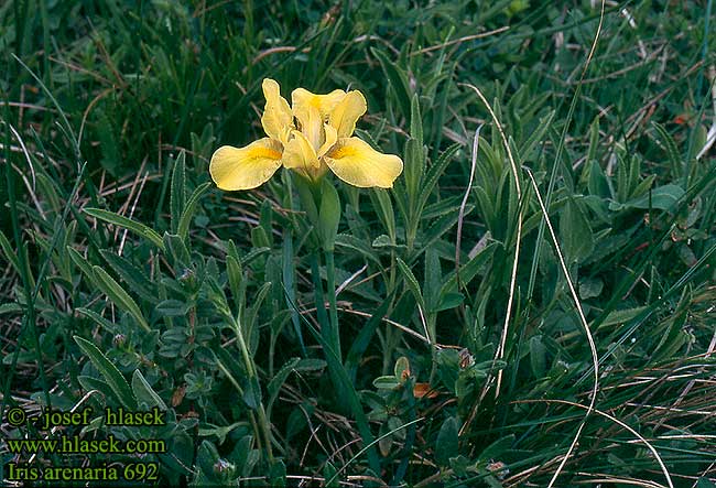 Iris humilis arenaria 692 UK: Sandy iris HU: Homoki nőszirom SK: kosatec piesočný CZ: kosatec písečný RU: Касатик ирис низкий