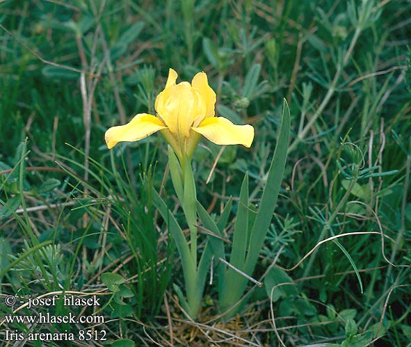 Iris humilis arenaria 8512 UK: Sandy iris HU: Homoki nőszirom SK: kosatec piesočný CZ: kosatec písečný RU: Касатик ирис низкий