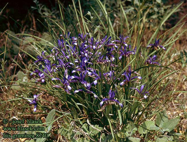 Iris graminea Sword lily graminée Giaggiolo susinario Pázsitos nőszirom