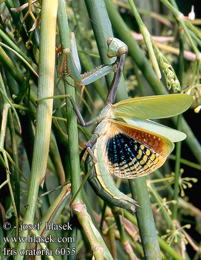 Iris oratoria 6035