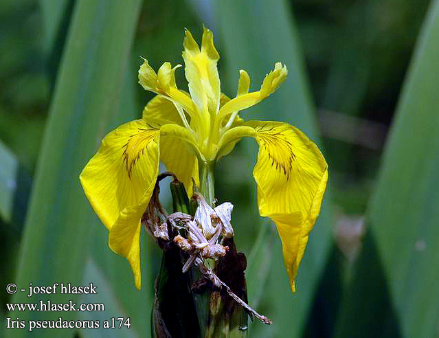 Iris pseudacorus faux acore Giaggiolo acquatico Wasser-Schwertlilie