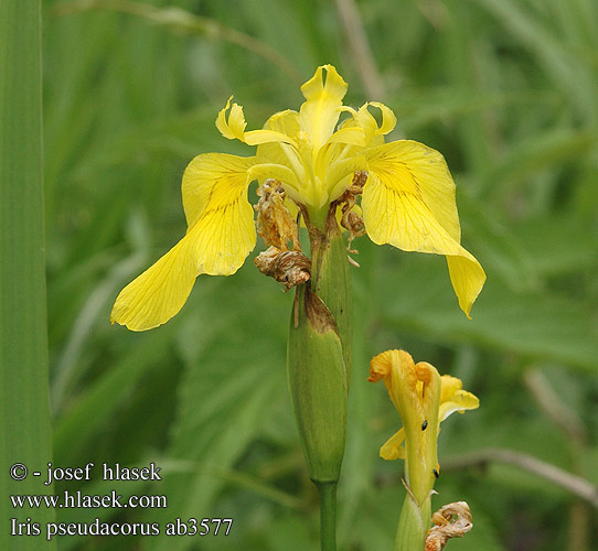 Iris pseudacorus Wasser-Schwertlilie Gelbe Schwertlilie