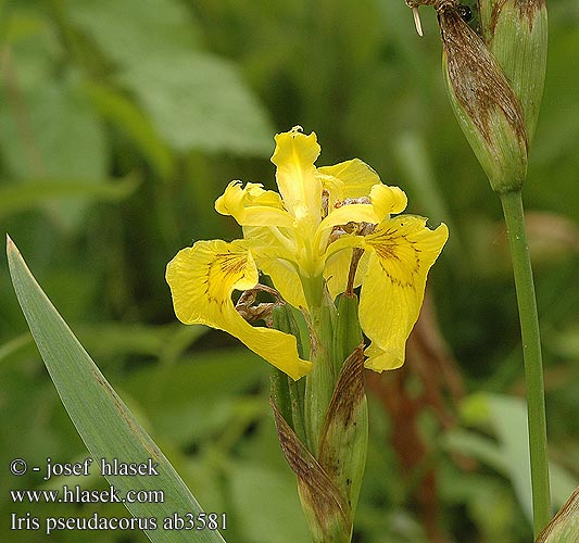 Iris pseudacorus Kosaciec żółty kosatec žltý žlutý Lirio amarillo