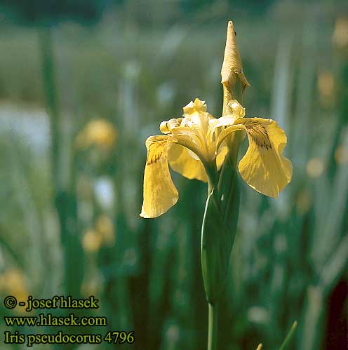 Iris pseudacorus Lirio amarillo Svärdslilja Ирис водный