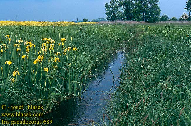 Iris pseudacorus Ирис водный Yellow flag Keltainen kurjenmiekka