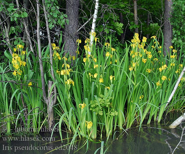 Yellow iris flag Keltainen kurjenmiekka Iris faux acore