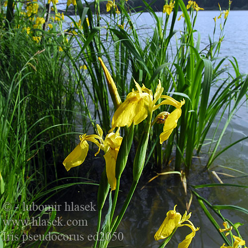 Iris faux acore Giaggiolo acquatico Wasser-Schwertlilie