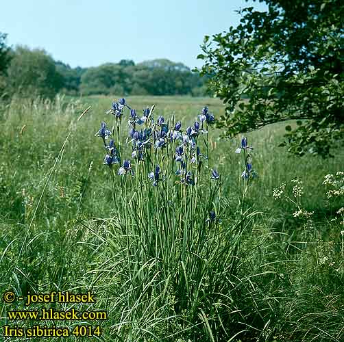 Iris sibirica Siberian Sibirisk Siperiankurjenmiekka