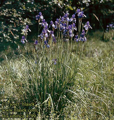 Iris sibirica Sibérie Siberische lis Giaggiolo siberiano