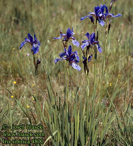 Iris sibirica Sibirische Schwertlilie Kosaciec syberyjski