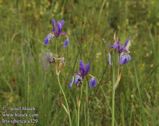 Iris sibirica kosatec sibirsky sibiřský Lirio de Siberia Strandiris