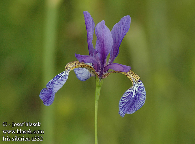 Iris sibirica Ирис сибирский Siberian Sibirisk