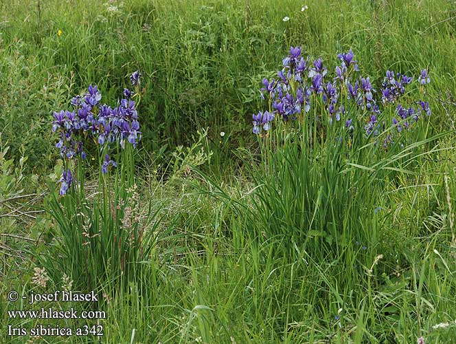 Iris sibirica Kosatec sibiřský Ирис сибирский