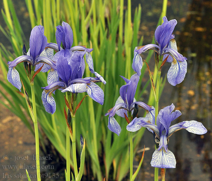 Iris sibirica Siberian Sibirisk