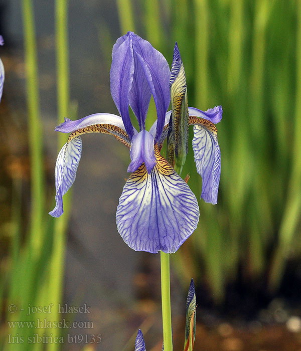 Iris sibirica Siperiankurjenmiekka Sibérie Giaggiolo siberiano