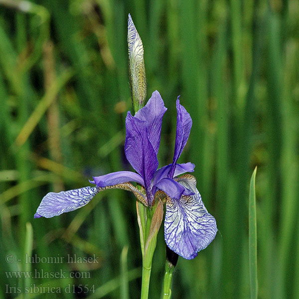 Iris sibirica Kosaciec syberyjski Siperiankurjenmiekka