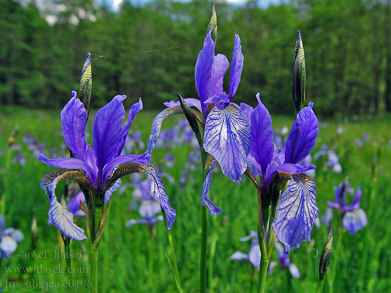 Iris Sibérie Siberische lis Giaggiolo siberiano