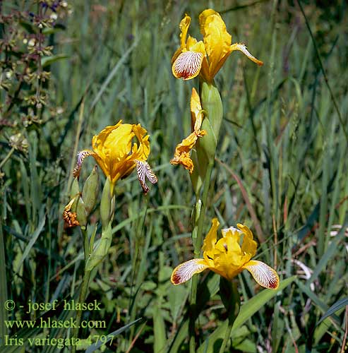Iris variegata Hungarian variegated Taatankurjenmiekka panaché