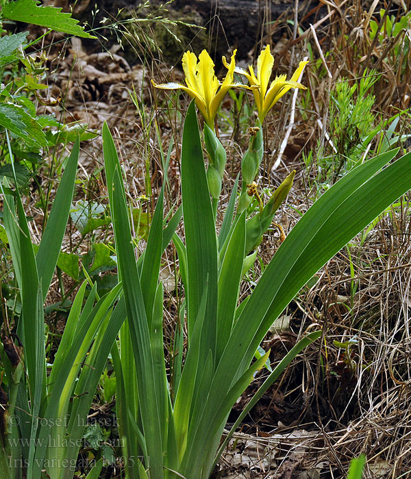 Iris variegata Hungarian variegated