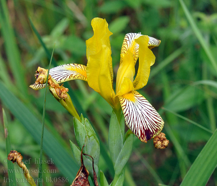 Iris variegata Giaggiolo pezzato Tarka nőszirom