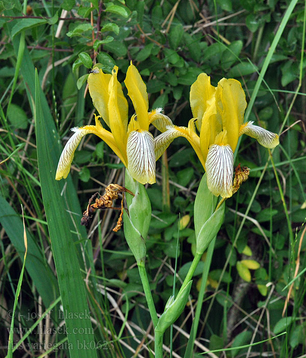 Iris variegata Gescheckte Schwertlilie Ирис пестрый