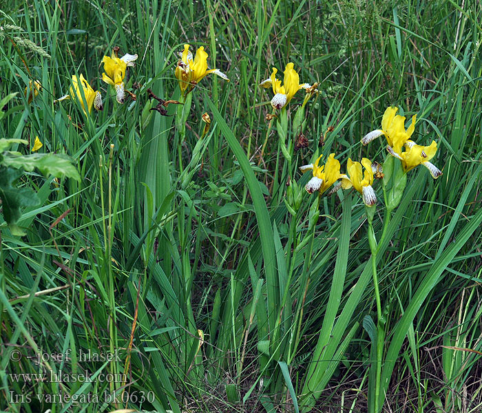 Iris variegata Kosaciec gładki Kosatec pestrý dvojfarebny