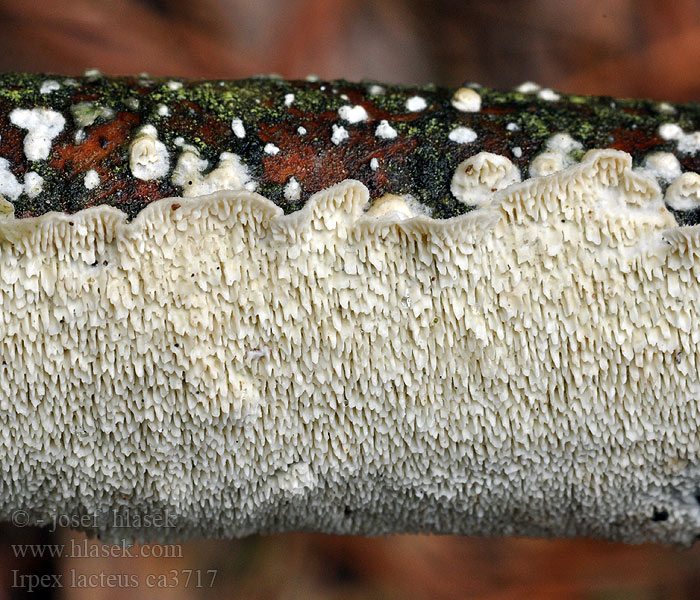 Milk white toothed polypore Irpex lacteus