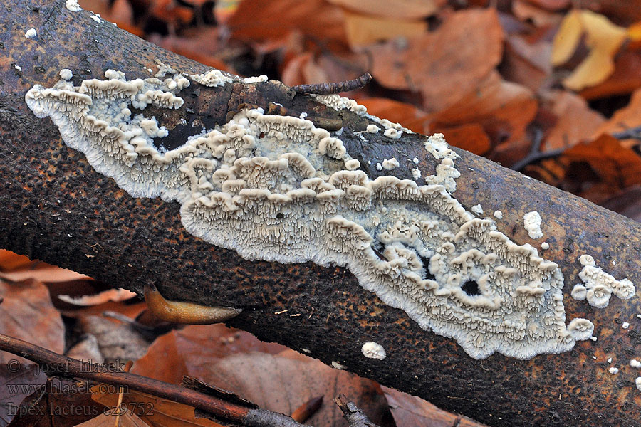 Zubovec biely Irpex lacteus