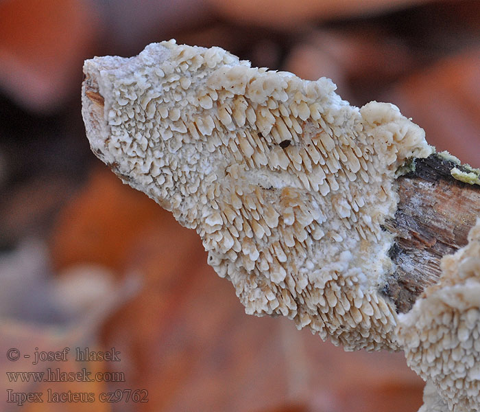 Milk white toothed polypore Irpex lacteus