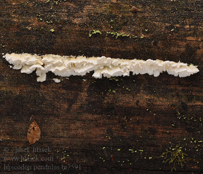 Irpicodon pendulus Corticium pendulum Hydnum Irpex Sistotrema Vintertagging