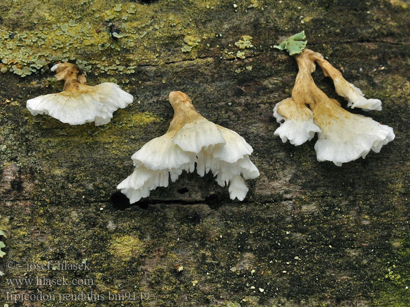 Irpicodon pendulus Corticium pendulum Hydnum Irpex Sistotrema Vintertagging